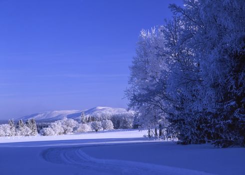 Beautiful landscape of winter forest 