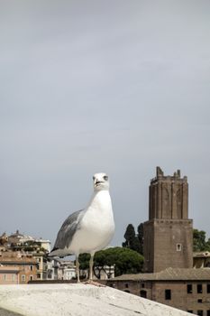 yellow legged-gull standing on the top of house 