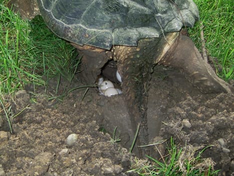 common snapping turtle, chelydra s. serpentina, laying eggs