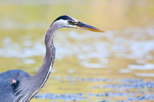 Great Blue Heron fishing in a pond