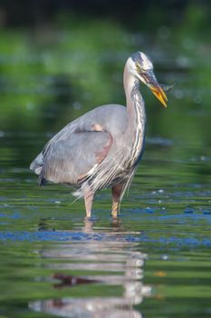 Great Blue Heron fishing in the low lake waters in soft focus