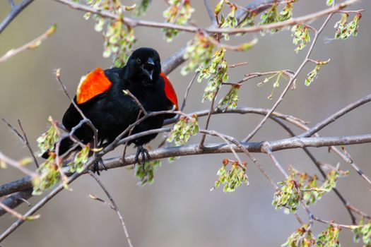 Male Red-winged Blackbird mad in a tree in soft focus
