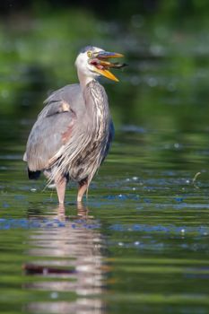 Great Blue Heron eating a fish he just caught in soft focus