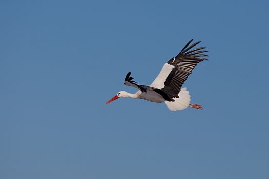 Stork flying against blue sky