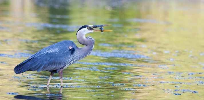 Great Blue Heron catches a small bluegill