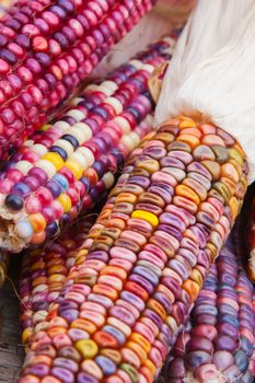 Close up shot of a freshly plucked Indian corn in soft focus