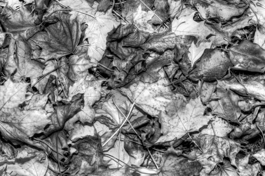 Autumn Leaves HDR High Dynamic Range in b&W in soft focus