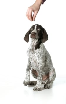 dog begging - german shorthaired pointer begging for a treat isolated on white background