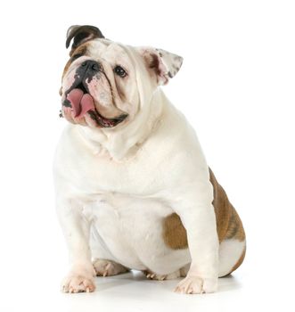 english bulldog sitting with silly expression isolated on white background