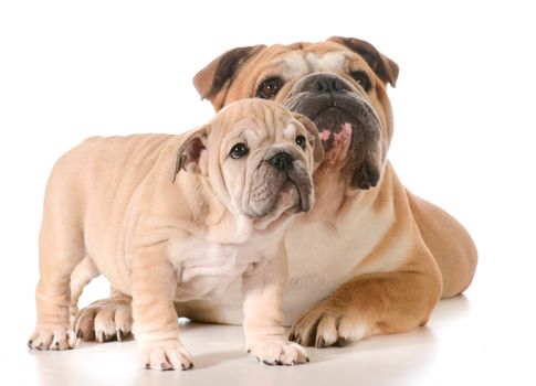 father and son english bulldogs isolated on white background