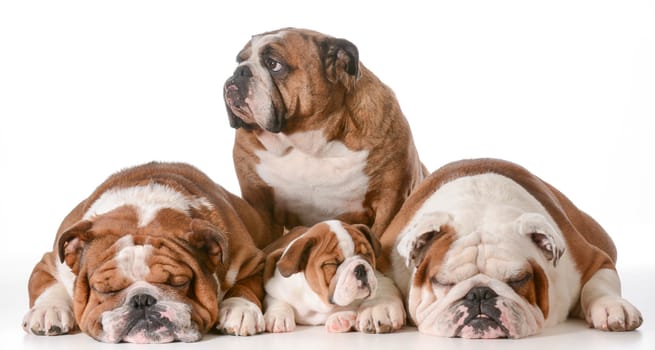 bulldog family - four generations - Great Grandmother in back, father on left, son and grandfather on right