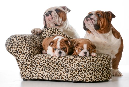 bulldog family - two puppies sleeping on a couch with father and grandfather behind them