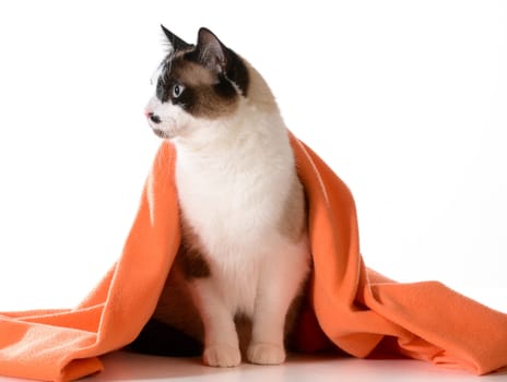 cat under covers - ragdoll sitting under orange blanket on white background - male