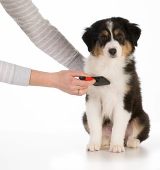 dog grooming - australian shepherd sitting being brushed isolated on white background