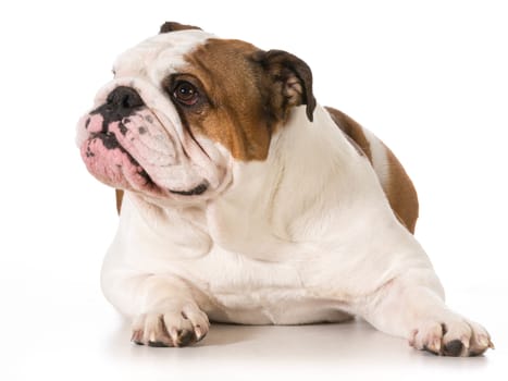 english bulldog laying down isolated on white background