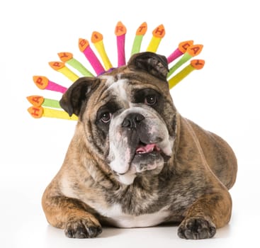 birthday dog - english bulldog wearing happy birthday hat - 2 year old brindle male