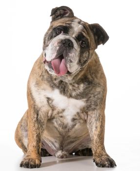 english bulldog sitting looking at viewer isolated on white backgroun