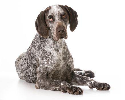 german shorthaired pointer laying down isolated on white background