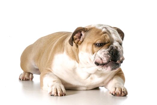 aggressive looking dog - english bulldog with teeth showing and growl isolated on white background