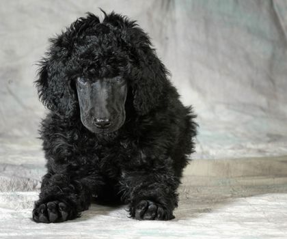 standard poodle puppy laying down looking at viewer - 8 weeks old