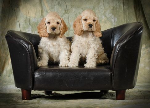 cute puppies - american cocker spaniel puppies sitting on a leather couch on green background - 8 weeks old