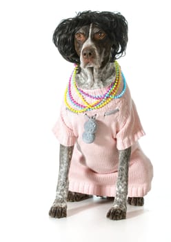 german short-haired pointer wearing pink sweater and pearls isolated on white background