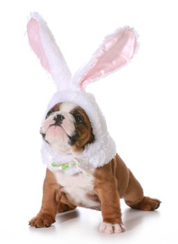 dog dressed up like a bunny isolated on white background - 7 weeks old