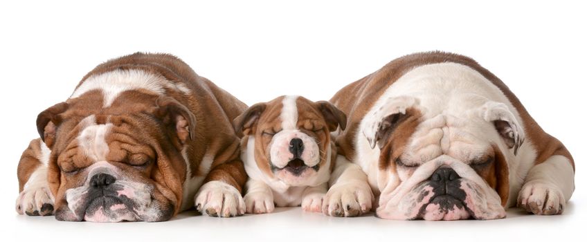 three bulldogs - father is two, son is 10 weeks and grandfather is 4 isolated on white background