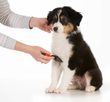 dog grooming - australian shepherd sitting being brushed isolated on white background