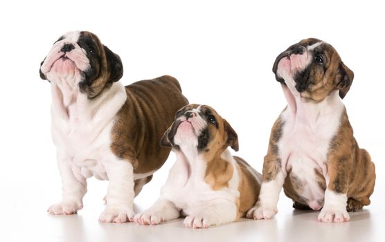 three bulldog puppies looking up isolated on white background