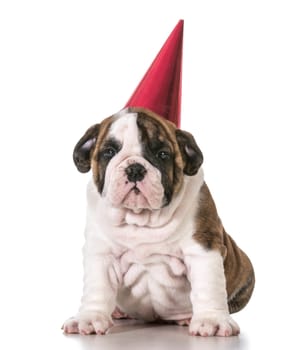 young english bulldog puppy wearing a red birthday hat sitting isolated on white background