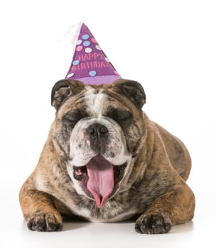 birthday dog - english bulldog yawning wearing happy birthday hat - 2 year old brindle male