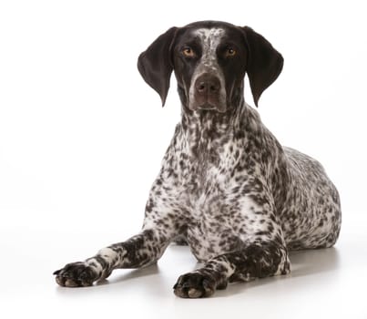 german shorthaired pointer female laying down looking at viewer isolated on white background