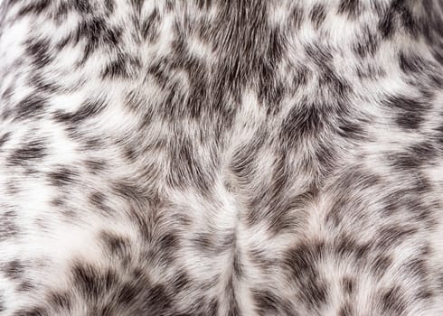 dog coat texture - german shorthaired pointer dog coat texture