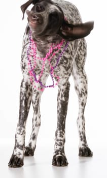 dog shaking - female german shorthaired pointer shaking while wearing a pink necklace