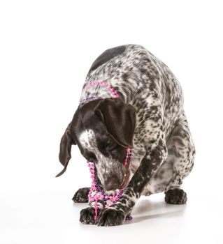 bad dog - naughty german shorthaired pointer chewing on beads isolated on white background