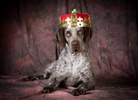 spoiled dog - german shorthaired pointer wearing a crown on purple background