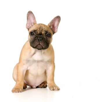 cute french bulldog puppy sitting looking at viewer - black masked fawn