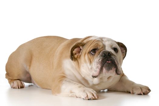 scared or nervous english bulldog isolated on white background