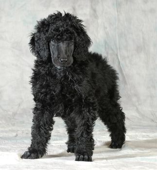 standard poodle puppy standing on green background - 8 weeks old
