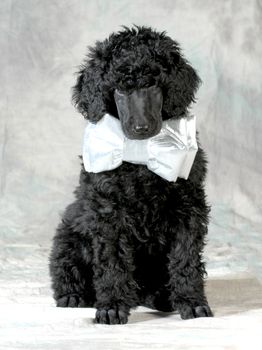 handsome puppy - standard poodle puppy wearing a bowtie sitting on grey background - 8 weeks old