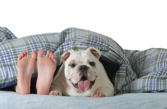 dog in bed - child's feed laying under the covers with happy english bulldog beside her isolated on white background