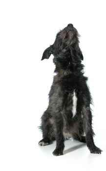 mixed breed dog looking up isolated on white background