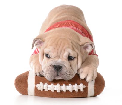 sports hound - english bulldog puppy laying on stuffed football isolated on white background - 9 weeks old