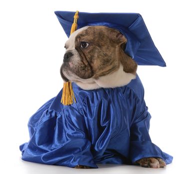 pet graduation - english bulldog wearing graduate costume isolated on white background