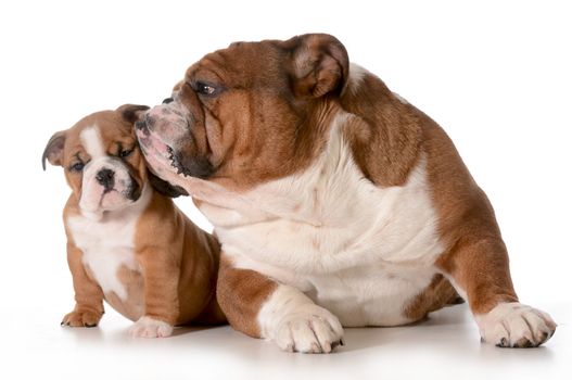 father and daughter dog - english bulldog family isolated on white background - 8 week old puppy