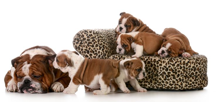 litter of puppies playing beside their father isolated on white background - english bulldogs 8 weeks old