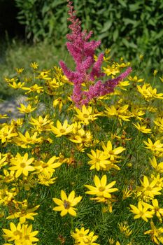 flowers in the garden