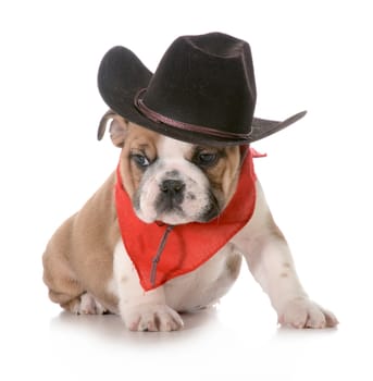 country dog - english bulldog puppy dressed up in western gear isolated on white background- 8 weeks old