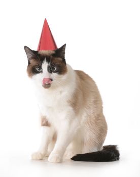 cat birthday - ragdoll cat wearing red birthday hat licking lips isolated on white background